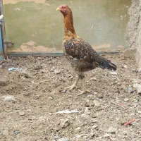 مرغ لاری|حیوانات مزرعه|ورامین, ورامین|دیوار