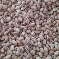 لوبیا چیتی امسال هم تمیز هم بوجاری نشده