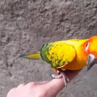 طوطی عروس مرغ عشق فنج سره قناری بخوان|پرنده|پاکدشت, پاکدشت (مامازند)|دیوار