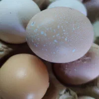 تخم نطفه‌دار نژاد مرندی، مارانس، پلیموت راک|حیوانات مزرعه|بیرجند, |دیوار