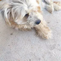 واگذاری پاپی با توله هاش