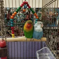 طوطی برزیلی مولد