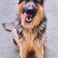 سگ ژرمن شپرت اصل