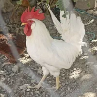 خروس محلی مهر سفید