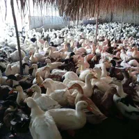 اردک محلی ارگانیک