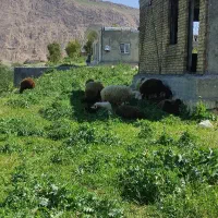 ۱۰جفت گوسفند