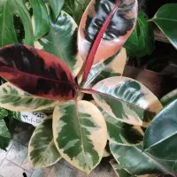 گل و گیاه تخفیف  ویژه روز  معلم عمارلو