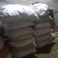 فرنگی للکی خوب