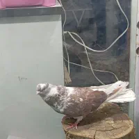 دوعدد کبوتر قطعه بزرگ نوک جمع|پرنده|شاهین دژ, |دیوار