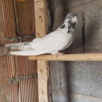 کبوتر پرشی