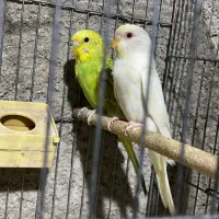 جفت مرغ عشق بالغ|پرنده|داراب, |دیوار