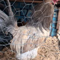 خروس آمریکایی