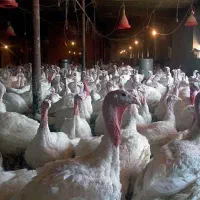 بوقلمون گوشتی بیوتی ۶کلیو به بالا