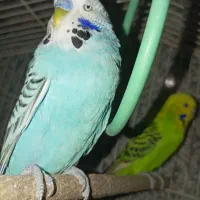 معاوضه مرغ عشق انگلیسی با مینا ماده