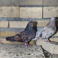 سرور نرو ماده
