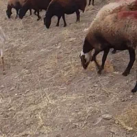 گوسفند افشاری