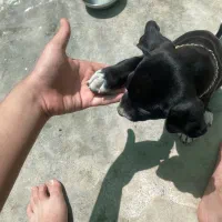 پیتبول بلک|سگ|کرمان, |دیوار