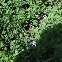نشا گوجه|گل و گیاه طبیعی|بروجرد, |دیوار