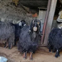 بز اصیل|حیوانات مزرعه|چرداول, |دیوار