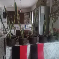 گل خونگی شیک با گلدان صفر