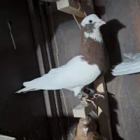 ۱۰تا نر هوایی سینه کله طوقی سبز دم سفید