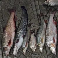 ماهی های آراز تازه|ماهی|مرند, |دیوار