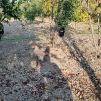 مرغ و خروس و بوقلمون|حیوانات مزرعه|نکا, |دیوار