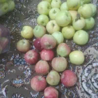 سیب شیرین ابدار