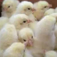 مجتمع کامل طیورتهران اردک جوجه محلی رنگی گوشتی|حیوانات مزرعه|اهواز, مهرشهر|دیوار