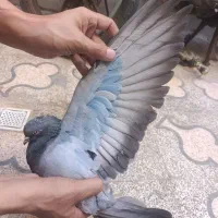 کفتر نر سبز درشت هیکلی دو خط پرشی مست مست