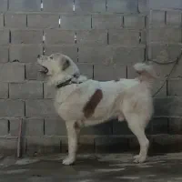 آلابای/سگ /گله ای /نگهبانی/م|سگ|تهران, سعادتآباد|دیوار