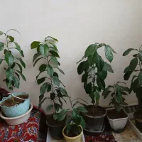 یوگا. نخل خرما. نهال پرتقال.نارنج. لیموشیرین و ترش|گل و گیاه طبیعی|کرمانشاه, |دیوار