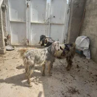 کهره نر سبک عتیقه