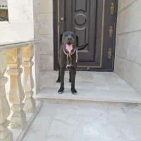 سگ نگهبان خارجی