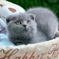 گربه اسکاتیش دبل فولد