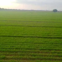 زمین-کشاورزی