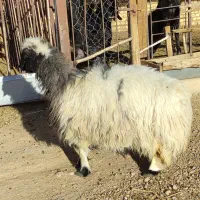 میش و قوچ جوان