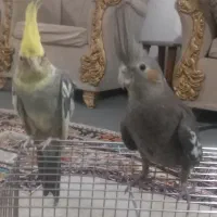 یک جفت عروس هلندی بالق