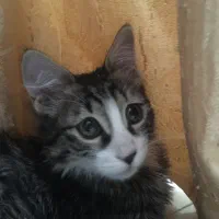 واگذاری گربه|گربه|اراک, |دیوار