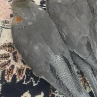 گمشده|حیوانات|قم, زنبیل آباد|دیوار