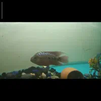 ماهی فلاور رد بیس