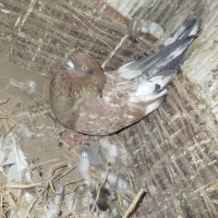 کبوتر کله ای تاپ