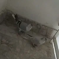 هر رنگ کفتر موجوده همه شهرستانی