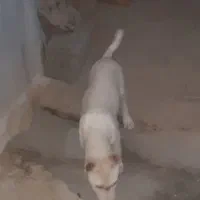 سگ خراسانی|سگ|شیروان (خراسان), |دیوار