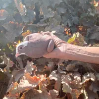 کفتر گلباف تاکرمان میارم براتون|پرنده|گلباف, |دیوار