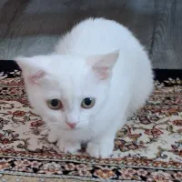 گربه ماده یک دست سفید