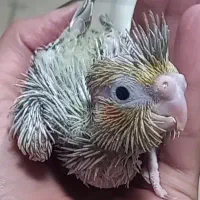 جوجه عروس هلندی