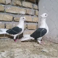 کبوتربوم جفتگاه