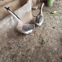 غوغاز