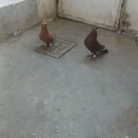 سرخ زرد نر و ماده اصلی|پرنده|سبزوار, زینبیه|دیوار